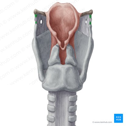 Ligamento tirohioideo lateral (Ligamentum thyrohyoideum laterale); Imagen: Yousun Koh
