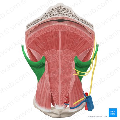 Musculus styloglossus (Griffel-Zungen-Muskel); Bild: Begoña Rodriguez