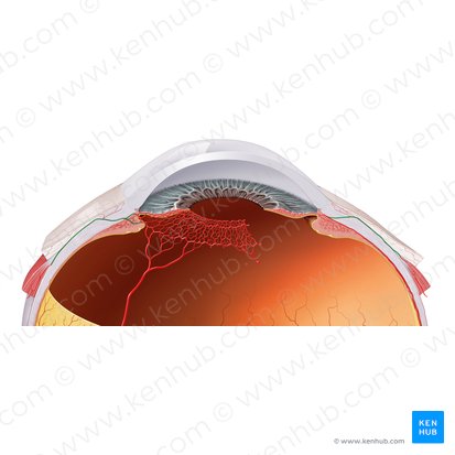 Anterior ciliary arteries (Arteriae ciliares anteriores); Image: Paul Kim