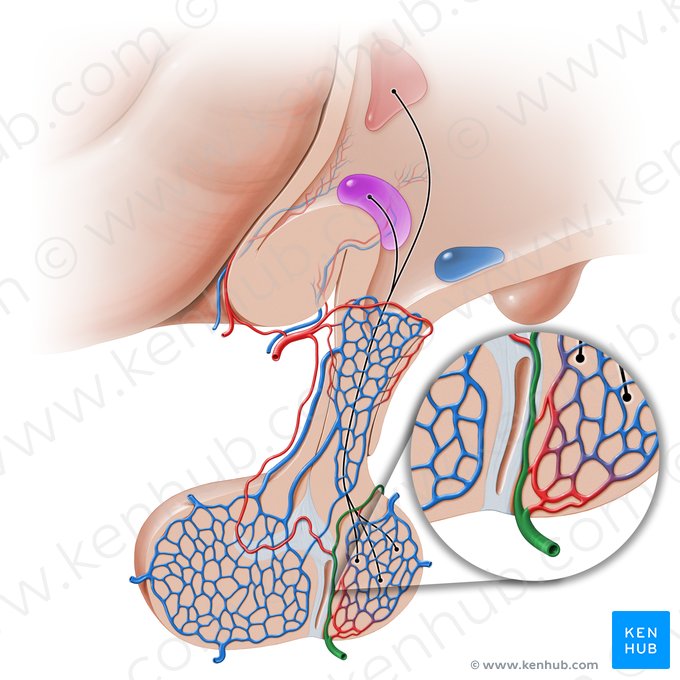 Artéria hipofisária inferior (Arteria hypophysialis inferior); Imagem: Paul Kim