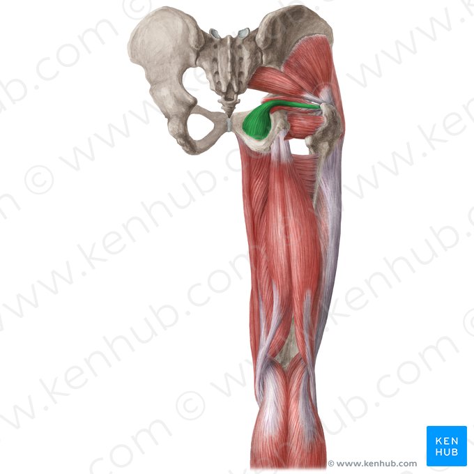 Músculo obturador interno (Musculus obturatorius internus); Imagem: Liene Znotina