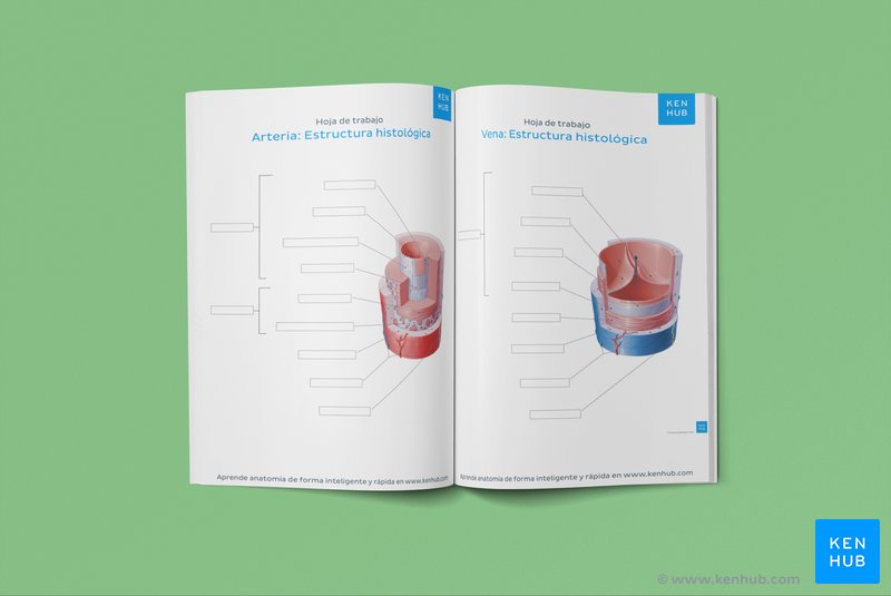 Diagrama de los vasos sanguíneos en blanco, disponible para descarga a continuación