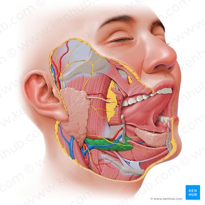 Submandibular gland (Glandula submandibularis); Image: Paul Kim