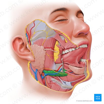 Glândula submandibular (Glandula submandibularis); Imagem: Paul Kim