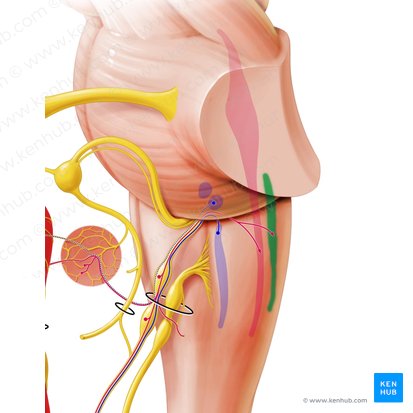 Solitary nucleus and tract (Nucleus et tractus solitarius); Image: Paul Kim