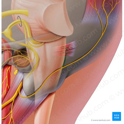 Auricular branch of posterior auricular nerve (Ramus auricularis nervi auricularis posterioris); Image: Paul Kim