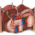 Lymphatics of the retroperitoneal space