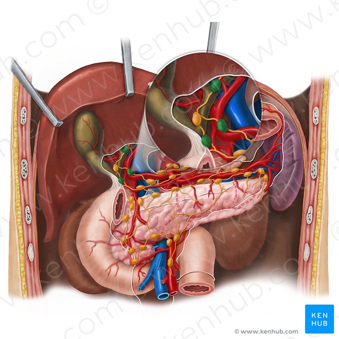 Hepatic lymph nodes (Nodi lymphoidei hepatici); Image: Esther Gollan