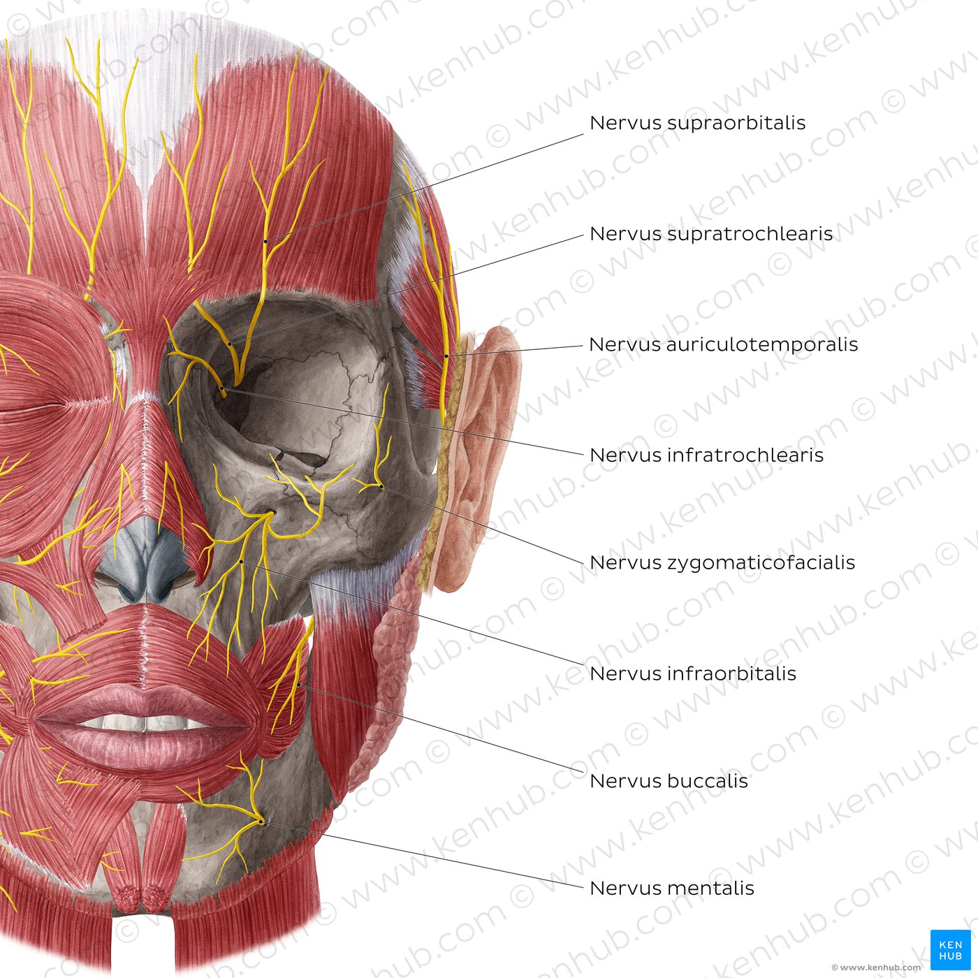 Nerves of face and scalp (Anterior: tief)