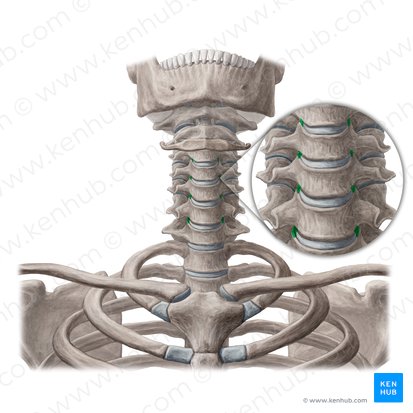 Uncovertebral joints (Articulationes uncovertebrales); Image: Yousun Koh