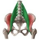 Musculus psoas major