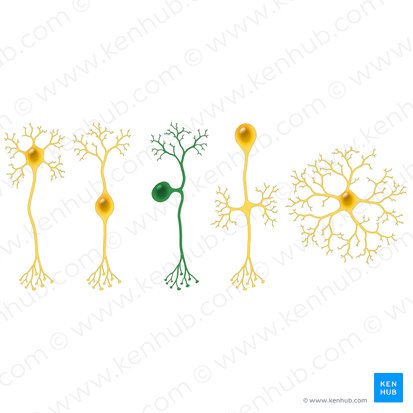 Neurona pseudounipolar (Neuron pseudounipolare); Imagen: Paul Kim