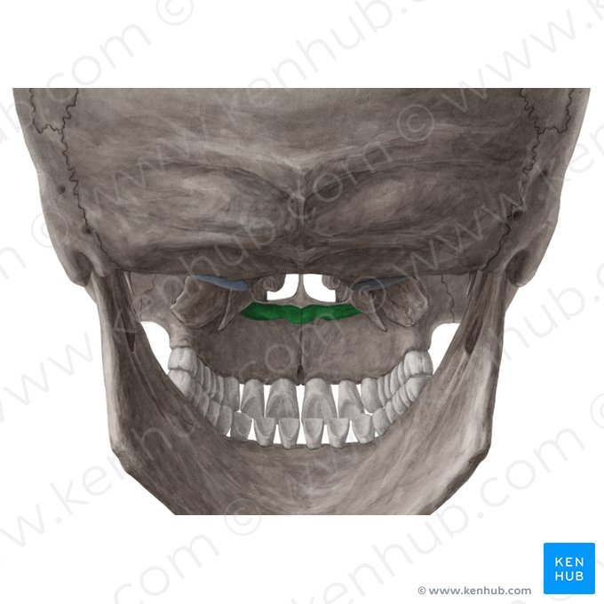 Palatine bone (Os palatinum); Image: Yousun Koh