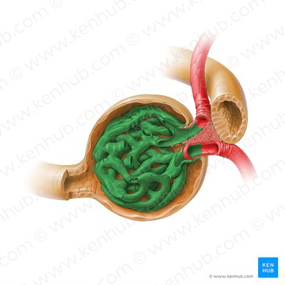 Glomérulo (Glomerulus); Imagem: Paul Kim