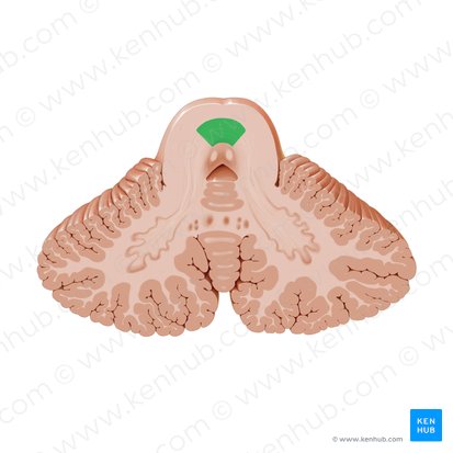 Decussação do pedúnculo cerebelar superior (Decussatio pedunculorum cerebellarium superiorum); Imagem: Paul Kim