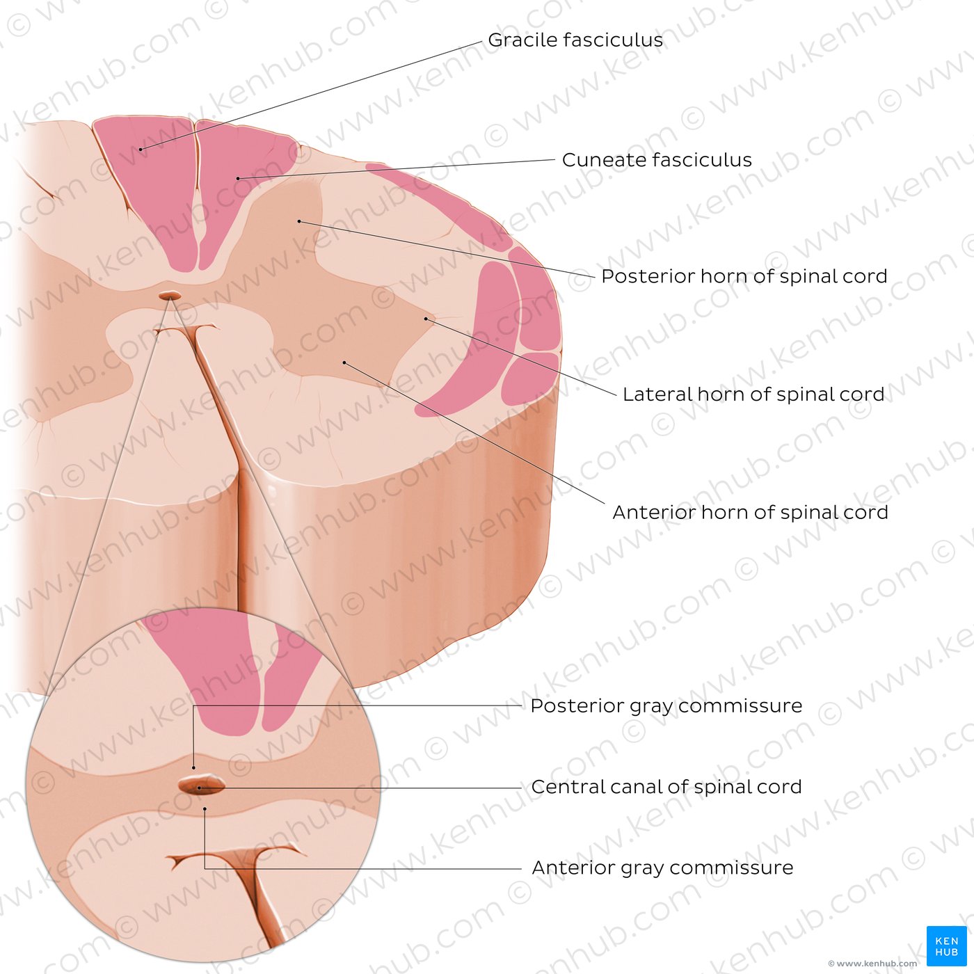 Spinal cord: Cross section (Internal morphology)