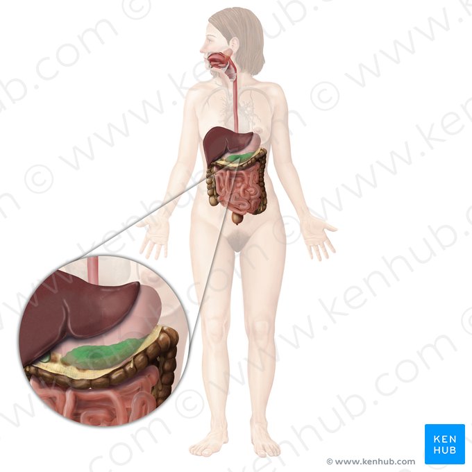 Pancréas (Pancreas); Image : Begoña Rodriguez