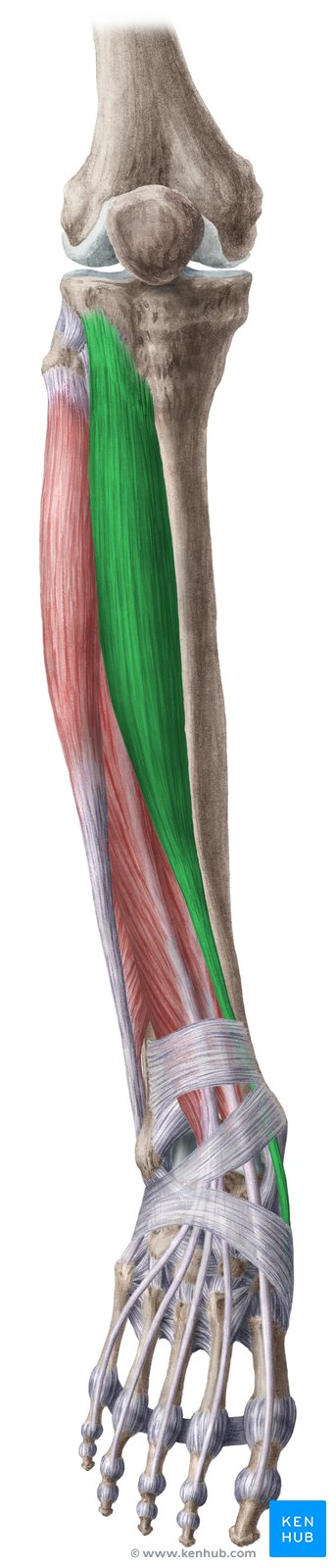 Músculo tibial anterior (verde) - vista anterior