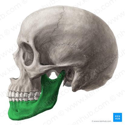 Mandibule (Mandibula); Image : Yousun Koh