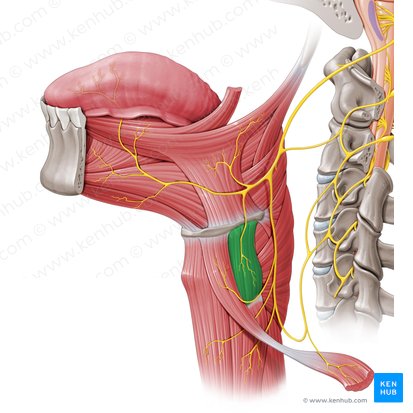 Músculo tirohioideo (Musculus thyrohyoideus); Imagen: Paul Kim