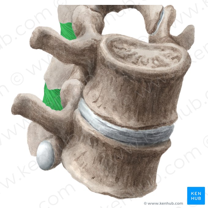 Ligamento interespinal (Ligamentum interspinale); Imagem: Liene Znotina