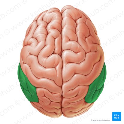 Inferior parietal lobule (Lobulus parietalis inferior); Image: Paul Kim