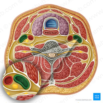 Veia jugular interna (Vena jugularis interna); Imagem: Irina Münstermann