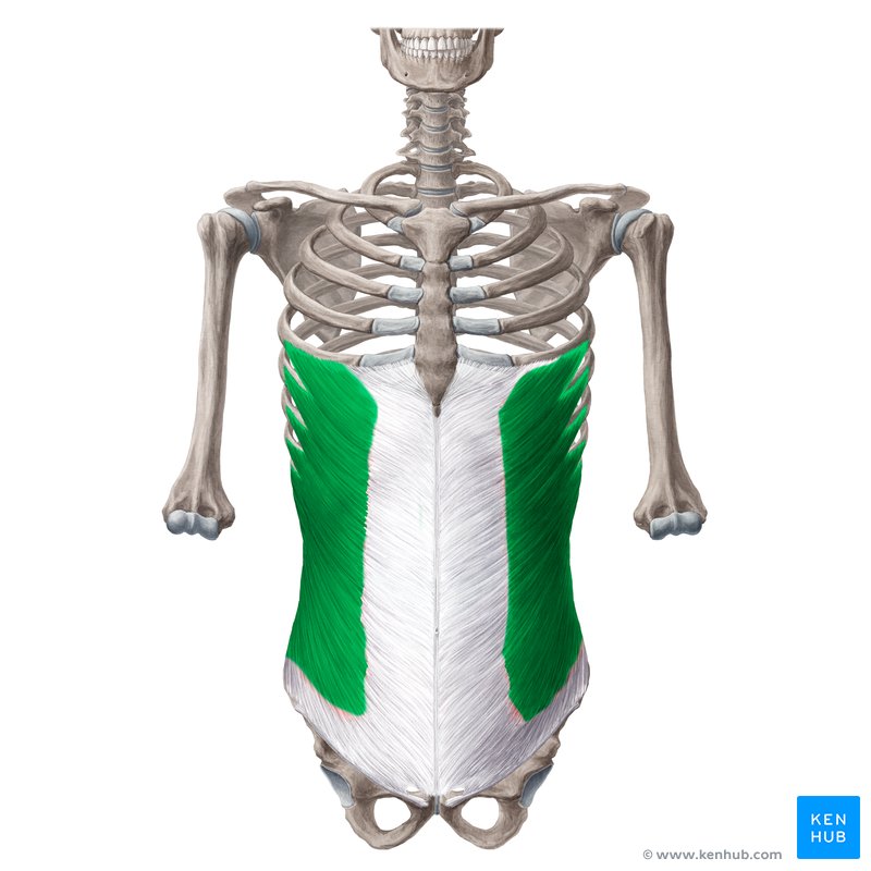 External abdominal oblique muscle (Musculus obliquus externus abdominis)