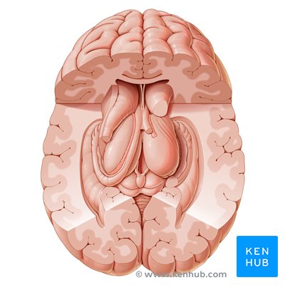 Subcortical structures - superior view.