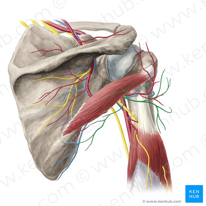 Axillary nerve (Nervus axillaris); Image: Yousun Koh