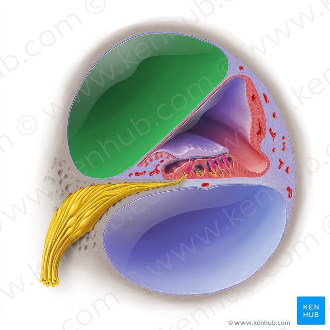 Rampa vestibular (Scala vestibuli); Imagen: Paul Kim