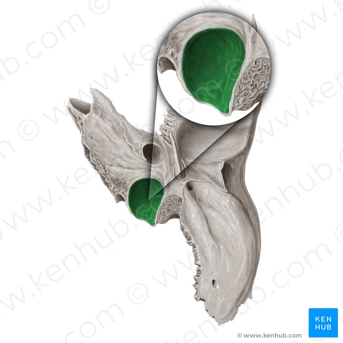 Jugular fossa of temporal bone (Fossa jugularis ossis temporalis); Image: Samantha Zimmerman