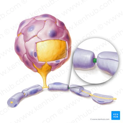 Myelin sheath gap (Nodus interruptionis myelini); Image: Paul Kim