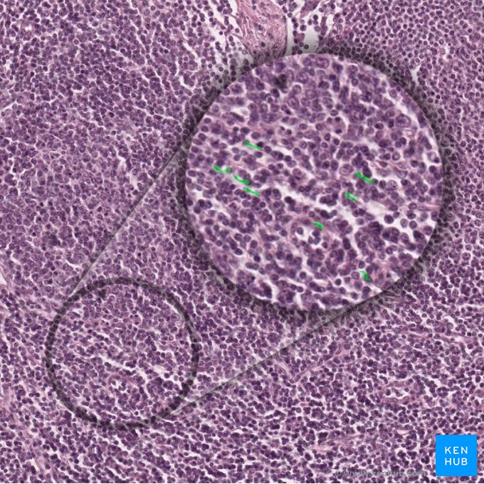 Células dendríticas interdigitantes (Cellulae dendriticae interdigitantes); Imagem: 