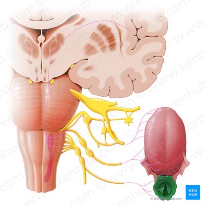 Laringe (Larynx); Imagen: Paul Kim