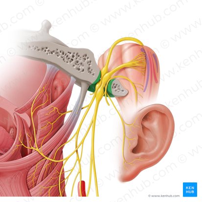 Foramen jugulare (Drosselloch); Bild: Paul Kim