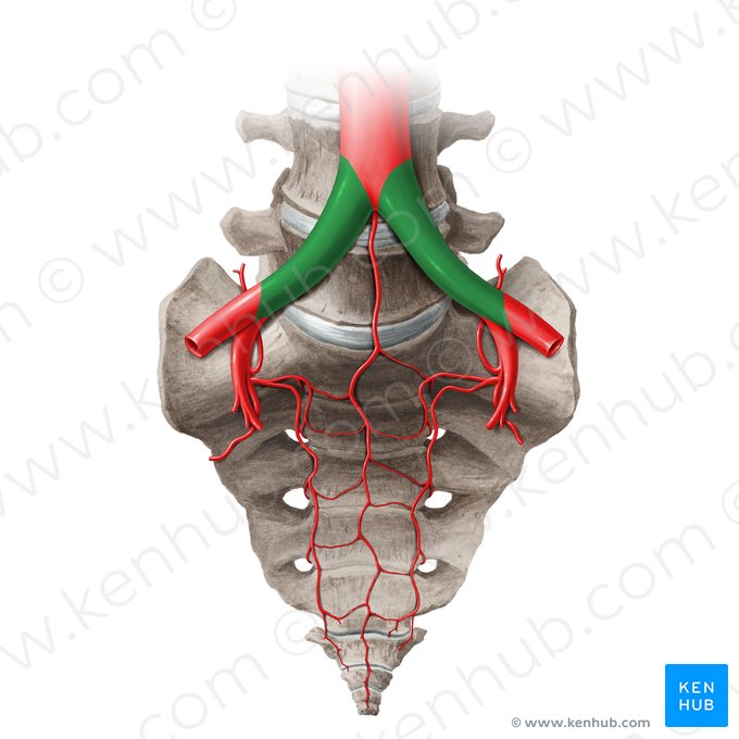 Common iliac artery (Arteria iliaca communis); Image: Liene Znotina