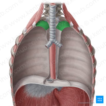 Porción cervical de la pleura parietal (Pars cervicalis pleurae parietalis); Imagen: Yousun Koh