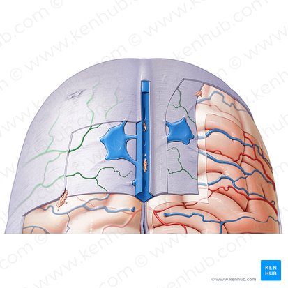 Rami arteriae meningeae mediae (Äste der mittleren Hirnhautarterie); Bild: Paul Kim