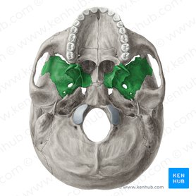 Sphenoid bone: Anatomy, function and development | Kenhub