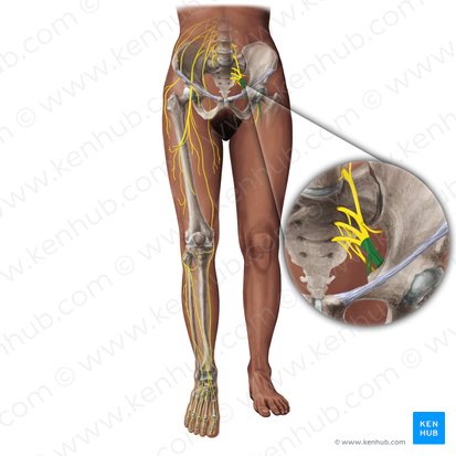 Sciatic nerve (Nervus ischiadicus); Image: Paul Kim