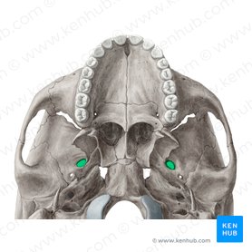 Sphenoid bone: Anatomy, function and development | Kenhub