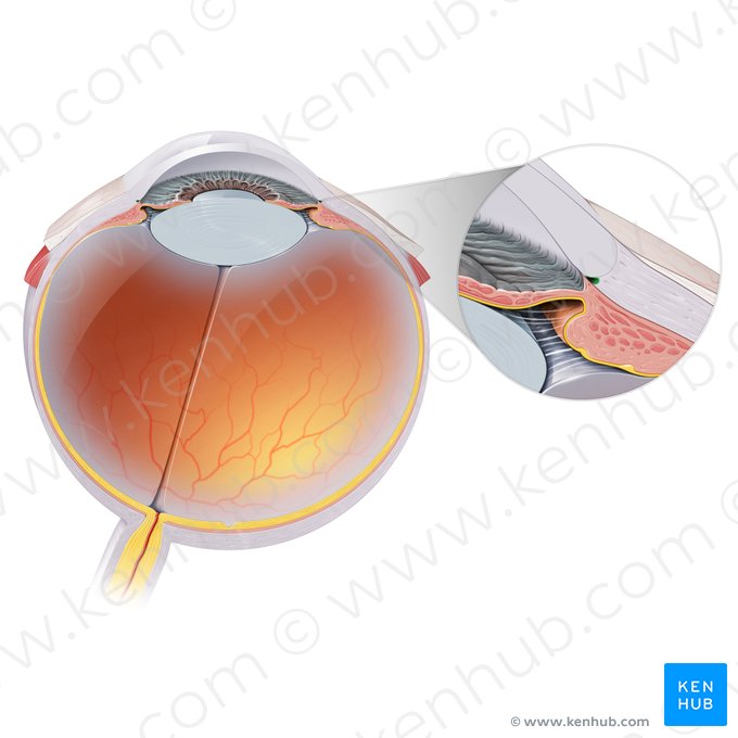 Venous sinus of sclera (Sinus venosus sclerae); Image: Paul Kim