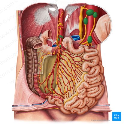 Nodi lymphoidei mesenterici superiores (Obere Gekröselymphknoten); Bild: Irina Münstermann