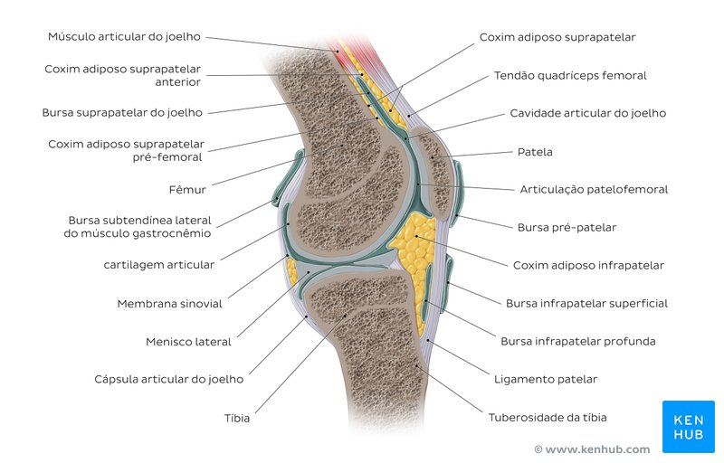 Estruturas nomeadas - joelho - vista parassagital