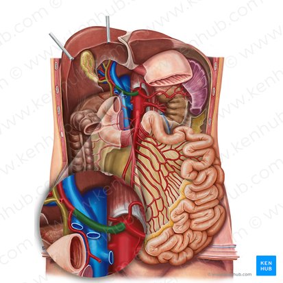 Common hepatic artery (Arteria hepatica communis); Image: Irina Münstermann