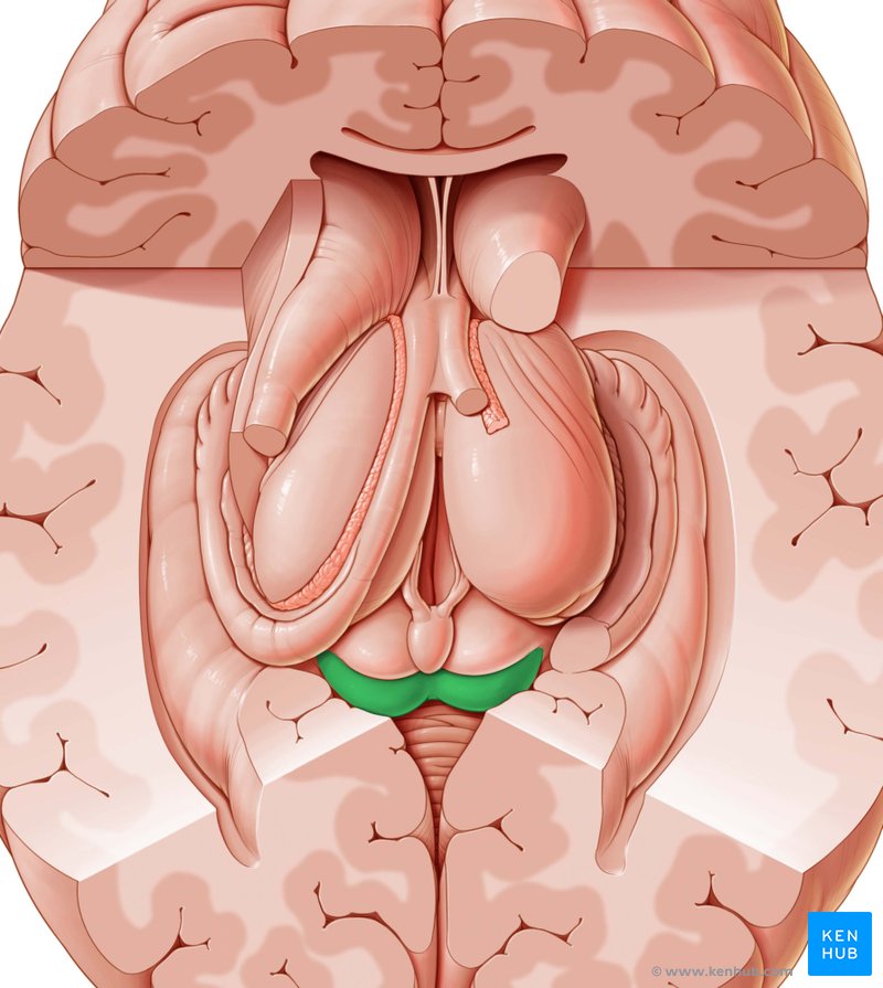 Inferior colliculi - cranial view