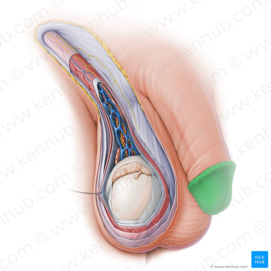 Pene Anatomia Funcion Ereccion Eyaculacion Kenhub