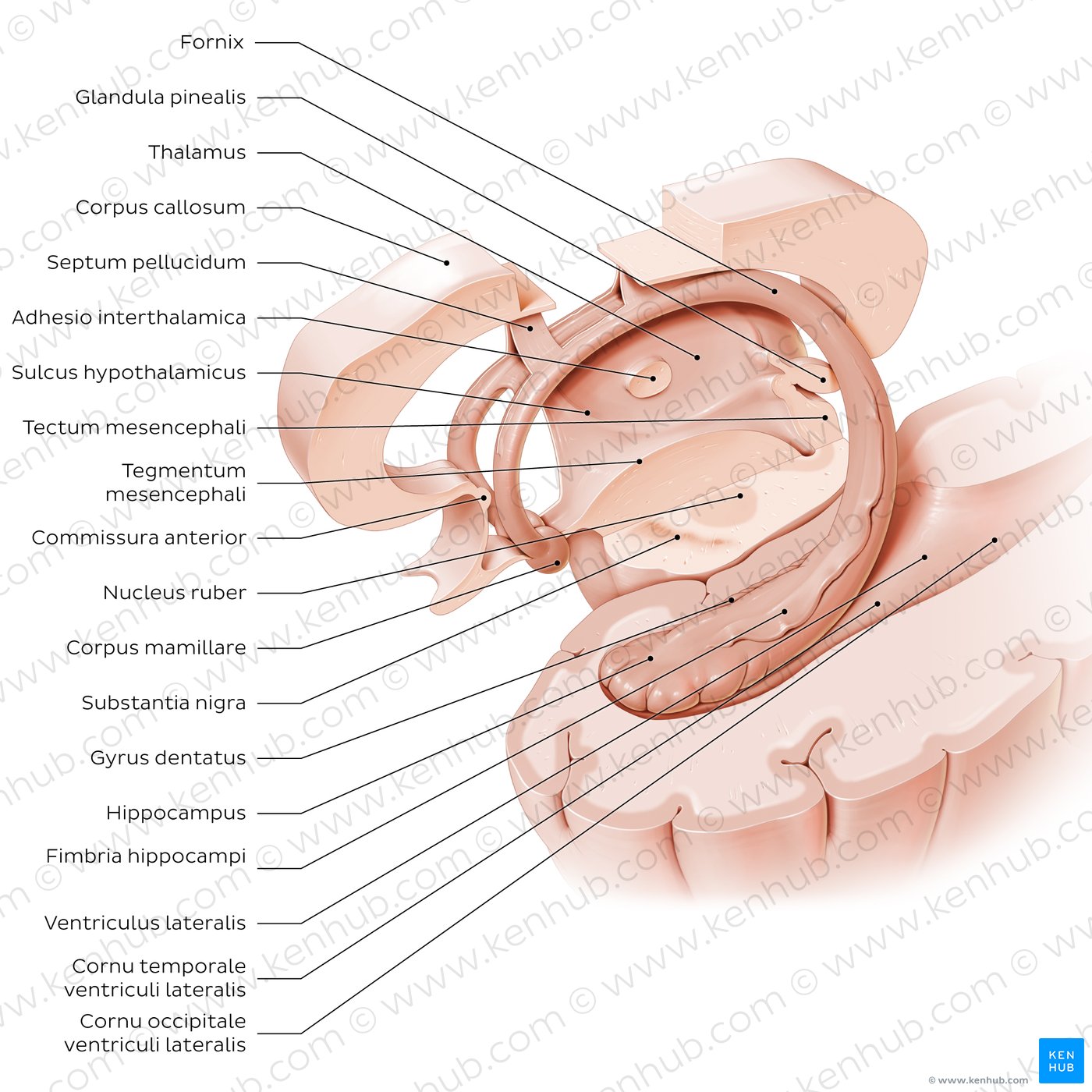 Hippocampus und Fornix