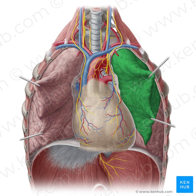 Lobo superior do pulmão esquerdo (Lobus superior pulmonis sinistri); Imagem: Yousun Koh